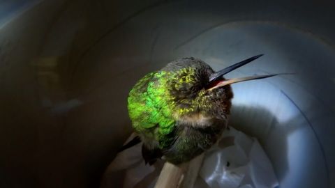 OMG How cute a hummingbird snoring lol
