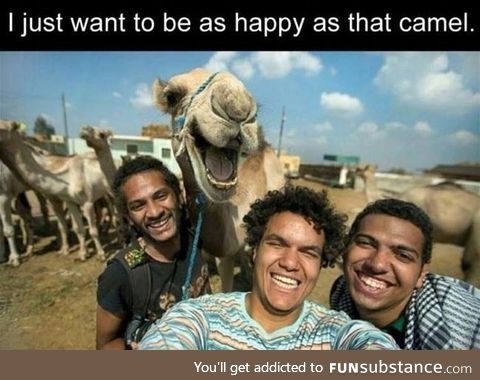 What a happy camel