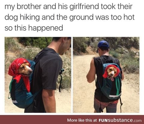 Doggo backpack