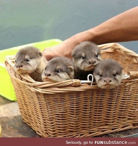 I gift to you a basket of fluffy water puppers