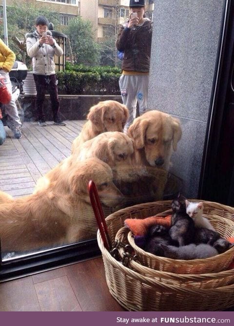 Watching person watching people watching dogs watching kittens in a basket