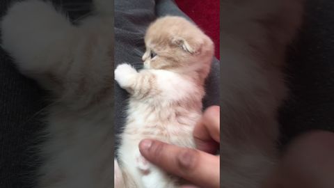 Here,have a kitty video