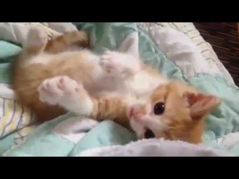 Here's a cat video to brighten your day