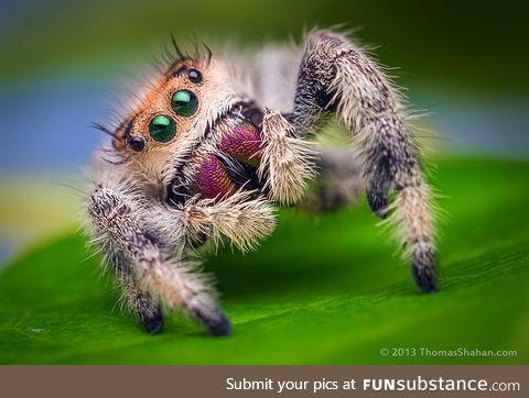 Heckin cute spider