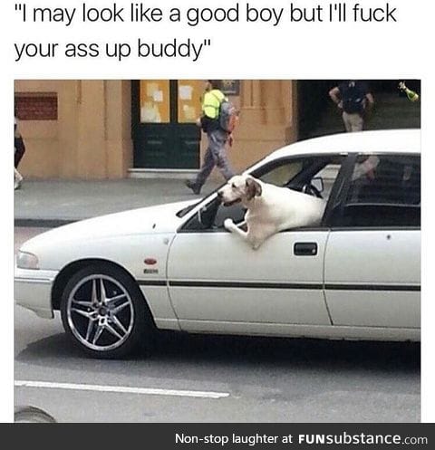 Doggo is a bad boy