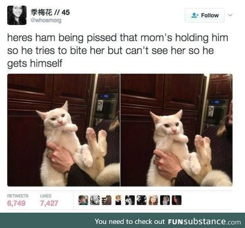 Cat attacked itself
