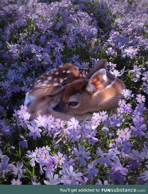 A fawn resting in a field of flowers