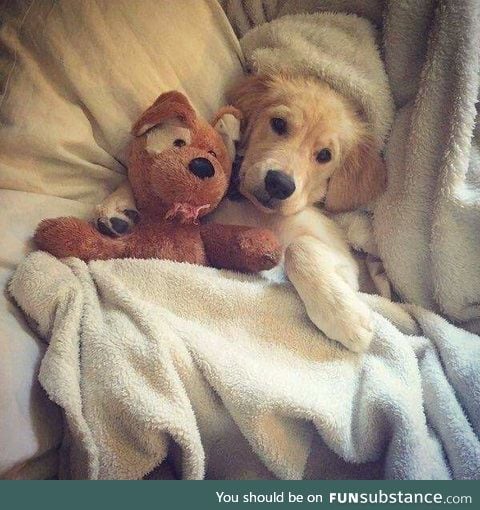 this pupper and his smol friendo are here to bless you with good sleep