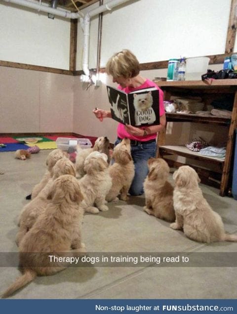 Dogs in training