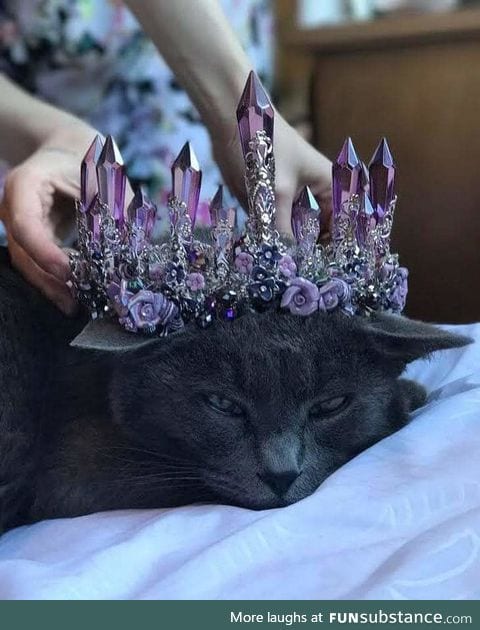 Kitty doesn't need or want a crown to know she's royal