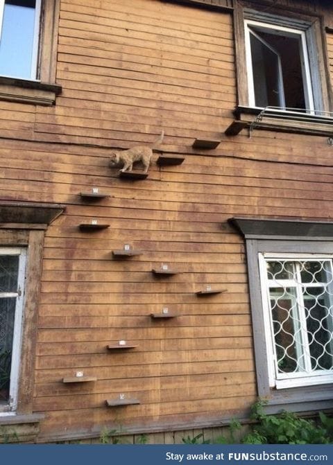 Cat ladder
