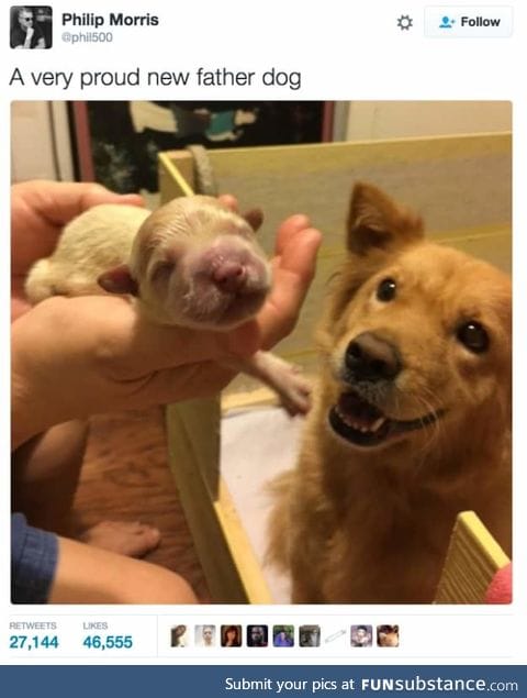 Doggerino is doin' a hecking proud