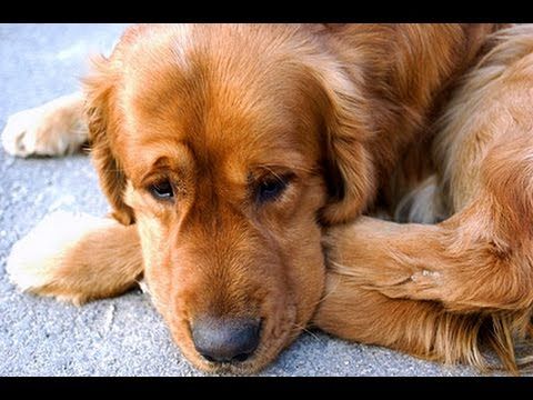 Dog going crazy when he see his owner after 3 years