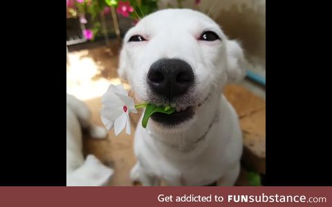 Daily Dose of Good Vibes: Here's a Happy Dog Giving You a Lovely Flower You Deserve