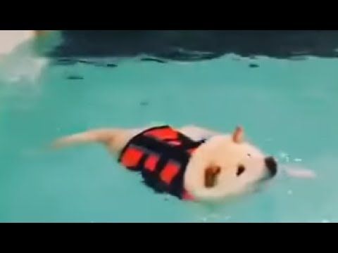 Swim doggo,swim