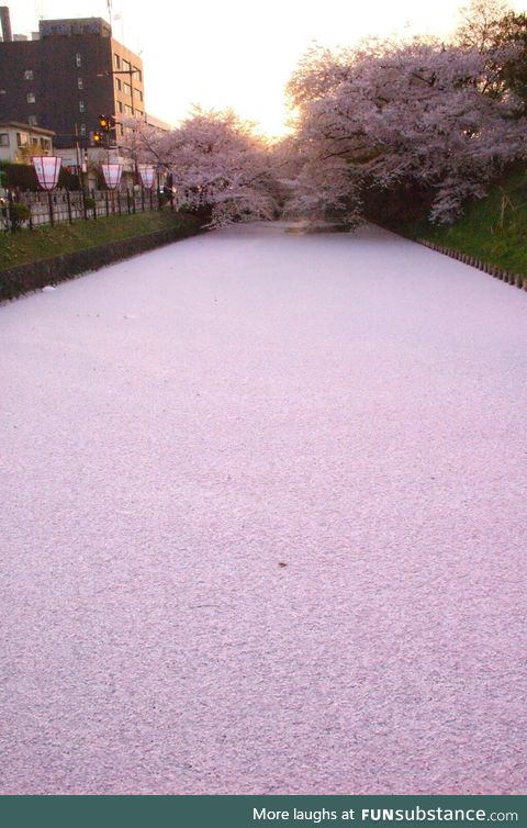 River filled with Cherry Blosom Petals