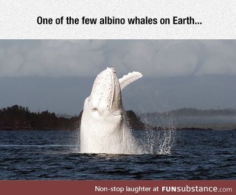 Migaloo, an epic albino humpback