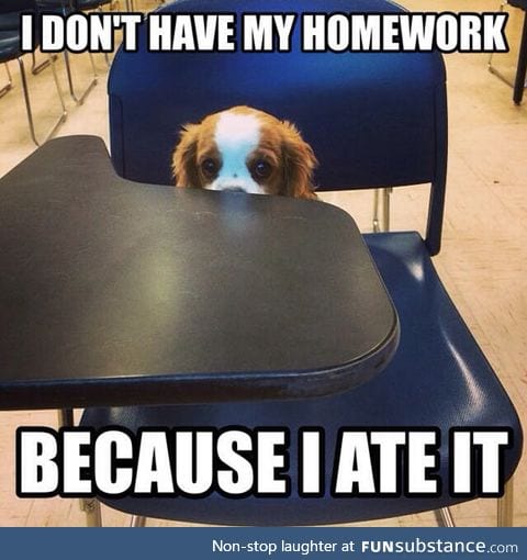 Puppy goes to school