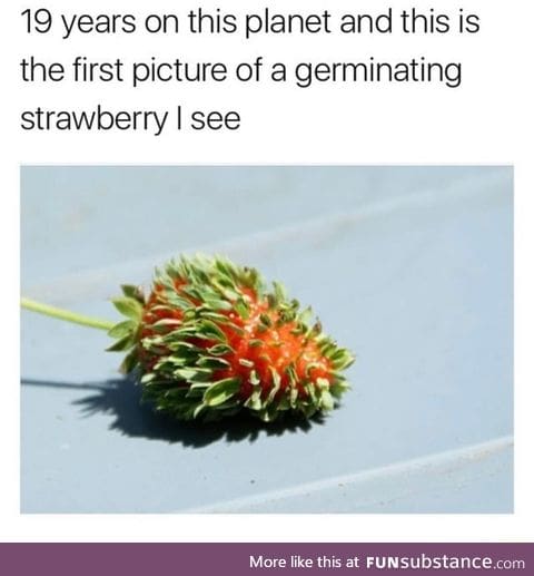 Germinating strawberry