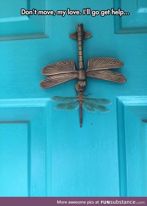 Confused dragonfly