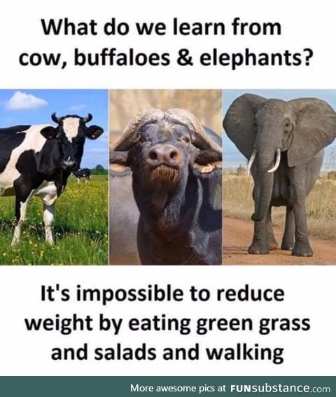What can you learn from these animals