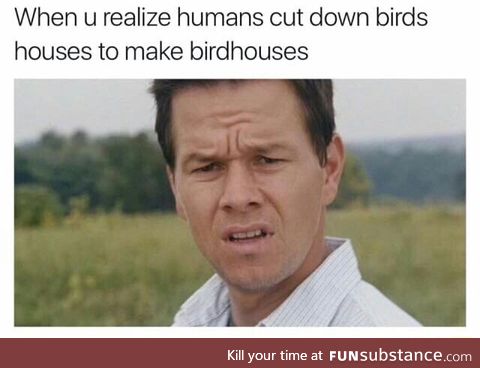 Birds must be thinking WTF