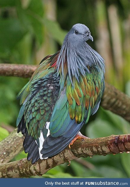 This tropical pigeon is just a low-budget peacock