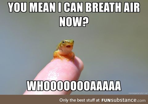 Amaze frog