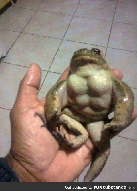 This buff frog