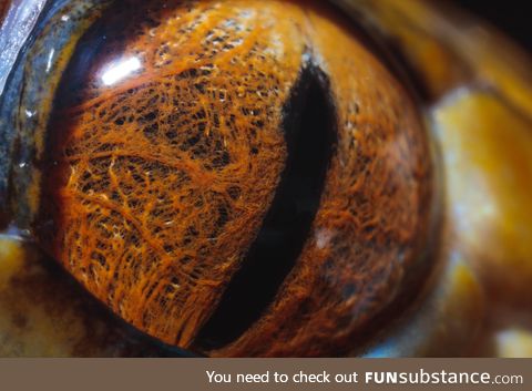 Macro of a tiger reticulated python's eye