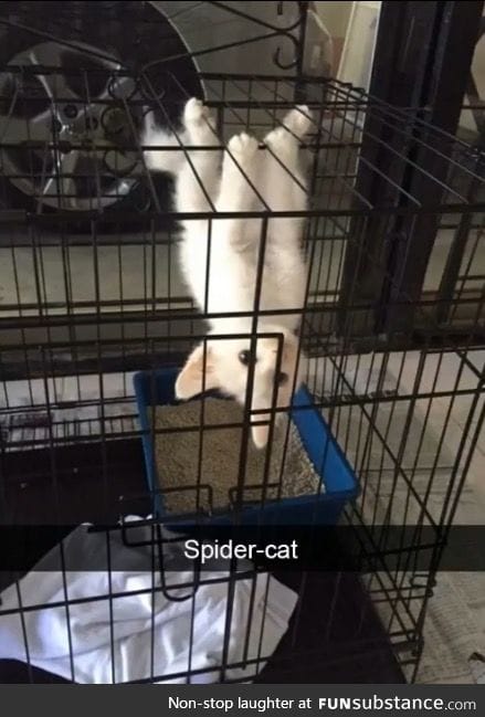 Spider cat~~