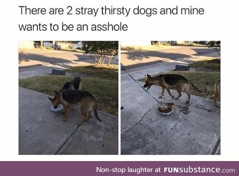 Those dogs are so kind