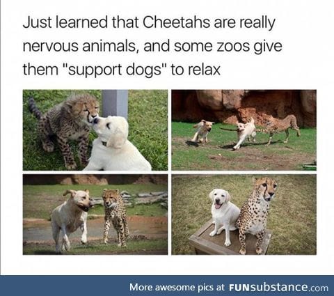 The moment when you realize that your cheetah is cheetahing on you