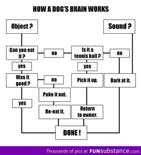 How a dogs brain works