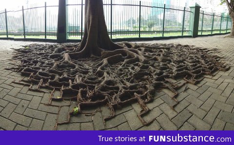 Nature finds a way