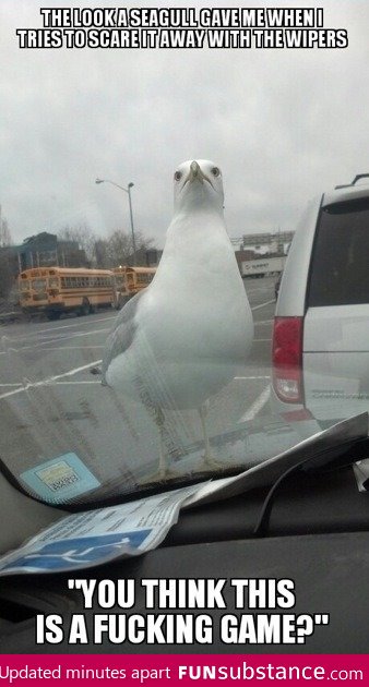 Brave seagull