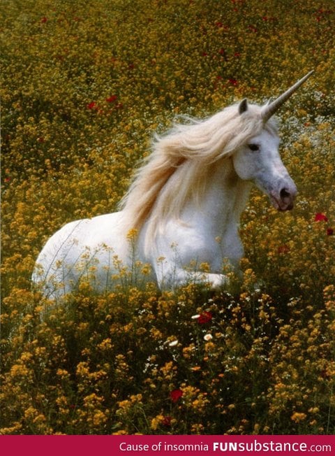 If unicorns were real, they would be magical