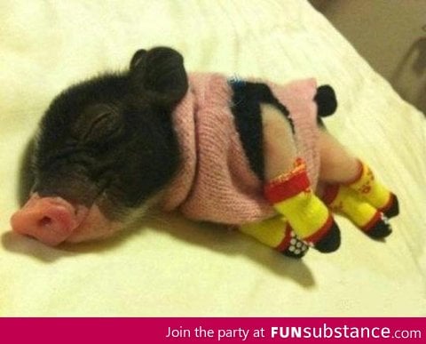 Tiny bacon wearing a sweater and legwarmers