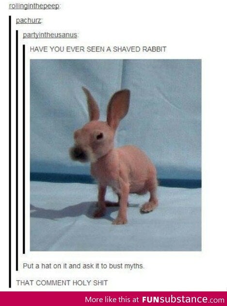 Shaved Rabbit
