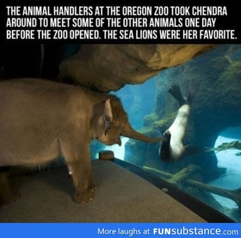 An elephant meets a sea lion