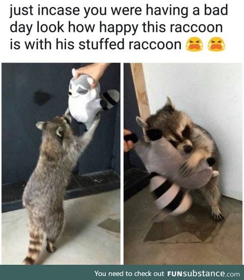 This raccoon can cheer you up