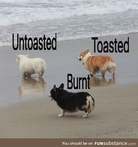 How cooked is your dog?