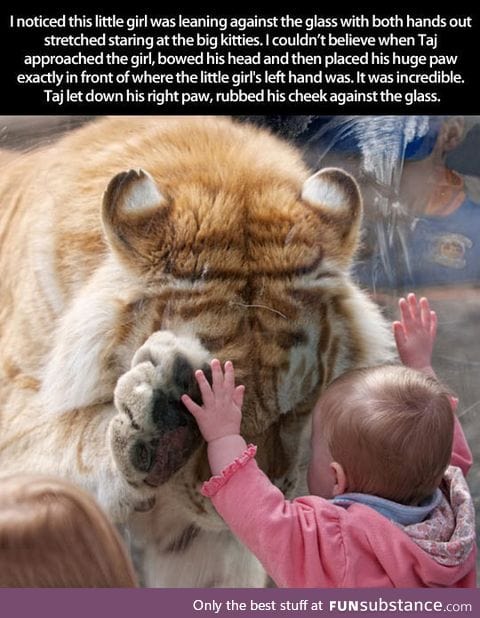 Tiger makes adorable connection with tiny human