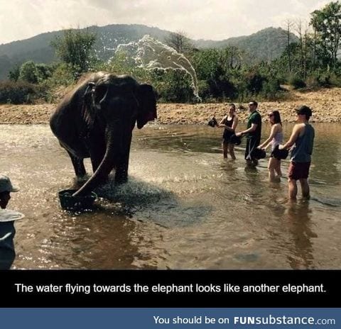 Elephanto does an elephanto