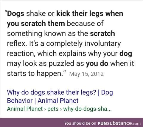 I finally know why dogs do "the thing" with their legs