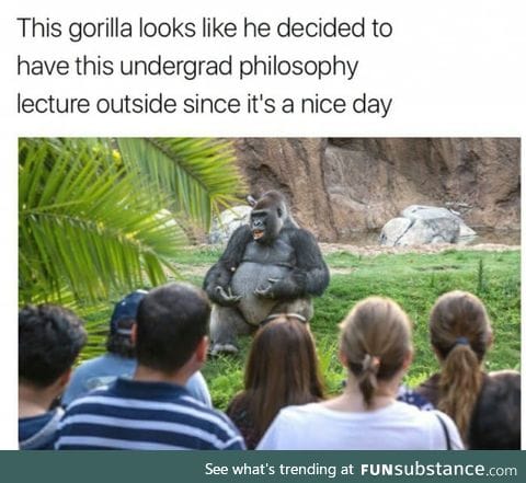Even gorillas are more successful than me