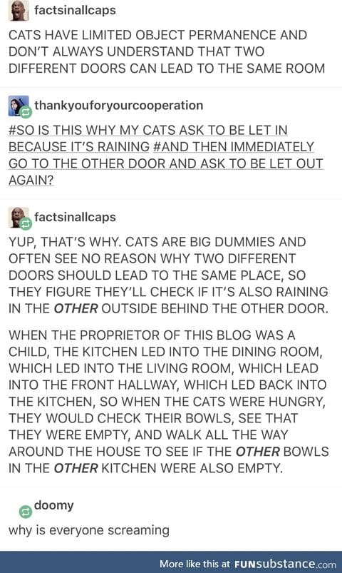 Why cats act weird