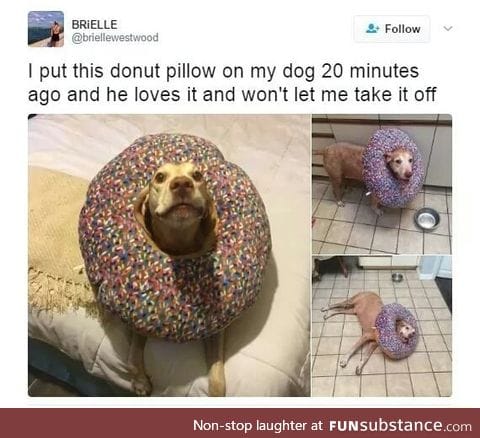 Dog love doughnut too