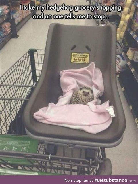 Grocery shopping with hedgehog
