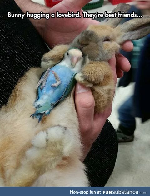 Bunny and lovebird